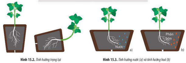 Tính hướng trọng lực và tính hướng nước, hướng hóa