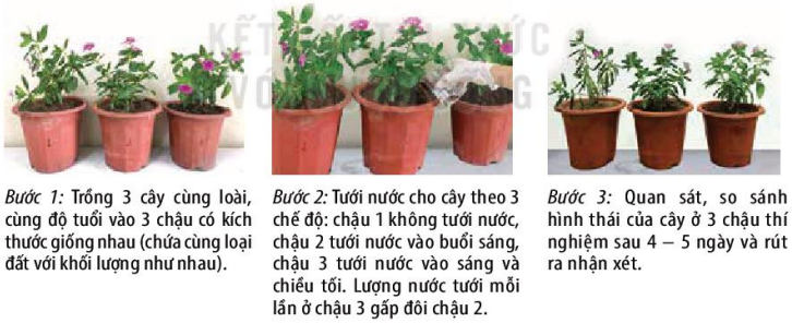 Quy trình thực hành tưới nước chăm sóc cây