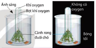 Các bước thí nghiệm chứng minh sự thải oxygen trong quang hợp