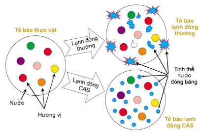 Công nghệ 10, olm, cánh diều