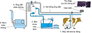 Công nghệ 11, Hệ thống vắt sữa tự động trong trang trại bò sữa