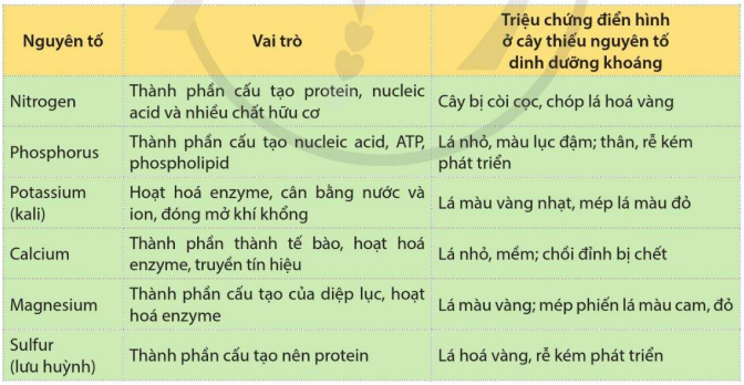 Vai trò của một số nguyên tố dinh dưỡng khoáng ở thực vật 