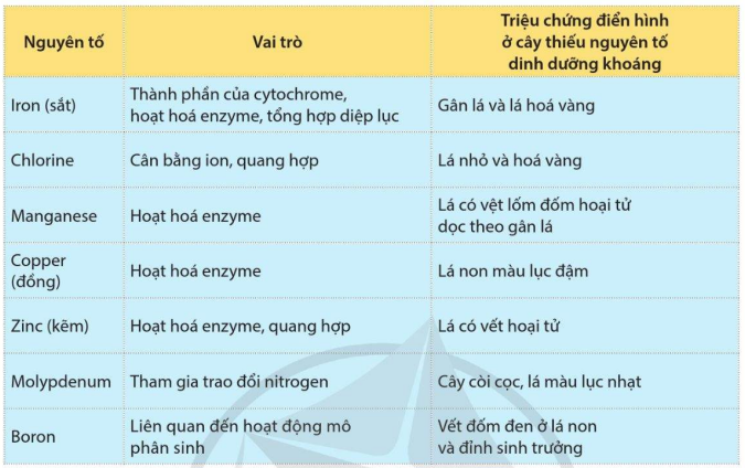 Vai trò của một số nguyên tố dinh dưỡng khoáng ở thực vật 