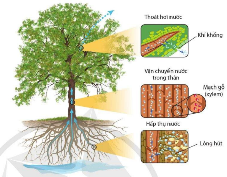 Sơ đồ sự trao đổi nước trong cây