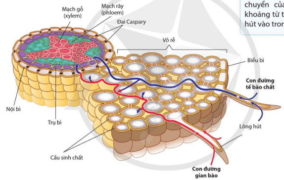 Các con đường di chuyển của nước ở rễ cây 