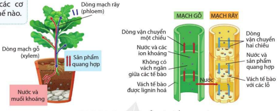 Sự vận chuyển các chất trong cây 