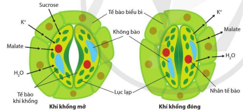 Cơ chế đóng mở khí khổng 