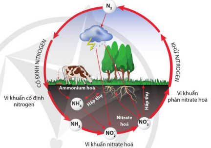 Một số nguồn nitrogen trong cây 