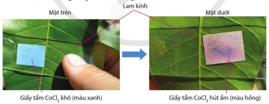 Sự chuyển màu của giấy CoCl2 khi hấp thụ hơi nước thoát ra từ lá