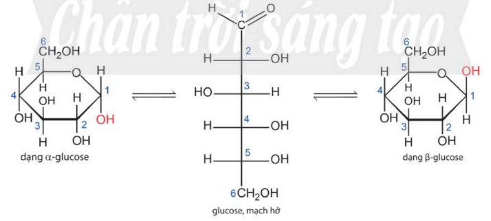 Sơ đồ chuyển hoá của glucose.