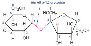 Phân tử saccharose.
