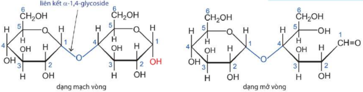 Phân tử maltose.