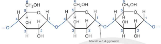 Phân tử amylose.