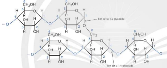 Phân tử amylopectin.