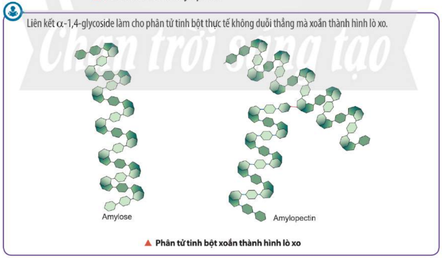 Phân tử tinh bột.