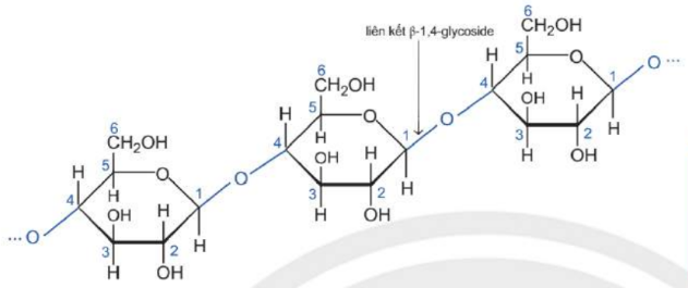 Phân tử cellulose.