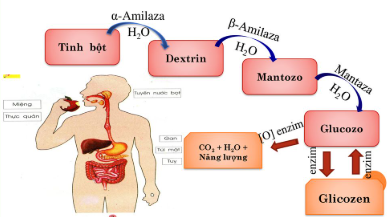 Sự chuyển hoá tinh bột trong cơ thể