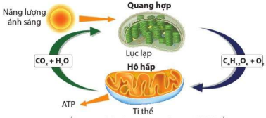 Mối quan hệ giữa quang hợp và hô hấp