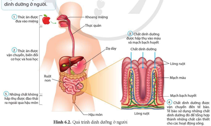 Quá trình dinh dưỡng ở người