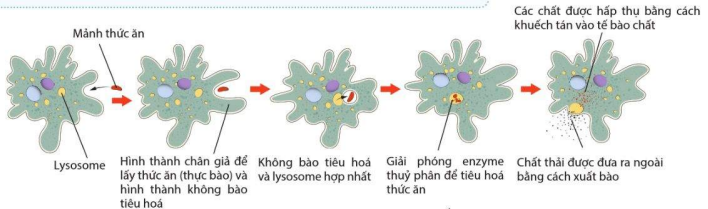 Quá trình tiêu hóa ở trùng biến hình