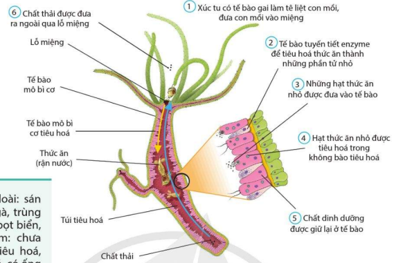 Quá trình tiêu hóa ở thủy tức