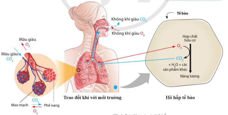 Vai trò của hô hấp