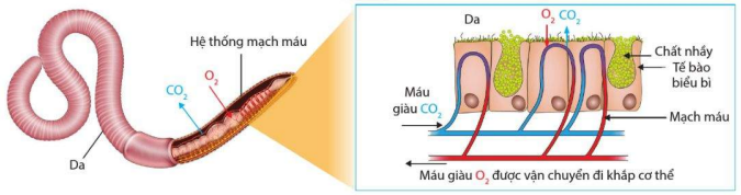 Trao đổi khí qua bề mặt cơ thể ở giun đất