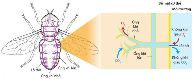 Trao đổi khí qua hệ thống ống khí ở ruồi 