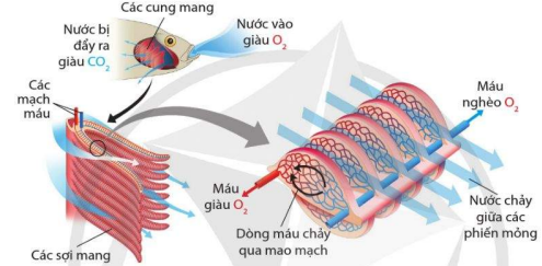 Trao đổi khí qua mang ở cá xương 