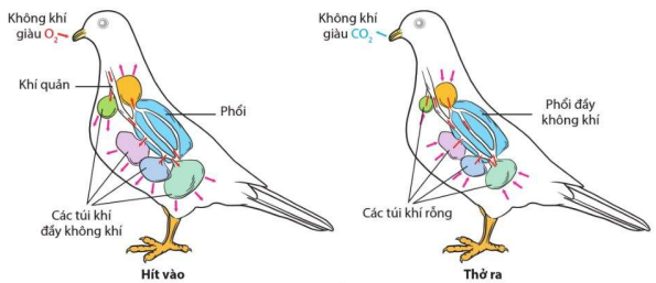 Hô hấp ở chim 