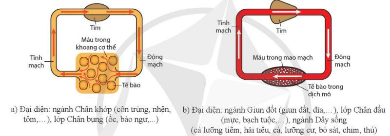 Hệ tuần hoàn hở và hệ tuần hoàn kín 