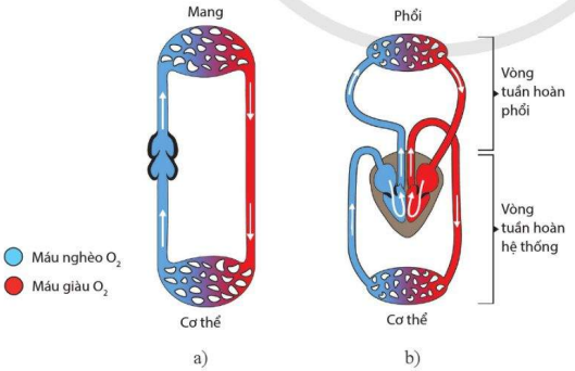 Hệ tuần hoàn đơn ở cá (a) và hệ tuần hoàn kép ở thú (b) 