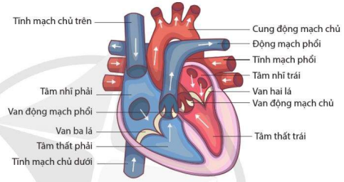 Cấu tạo tim người 