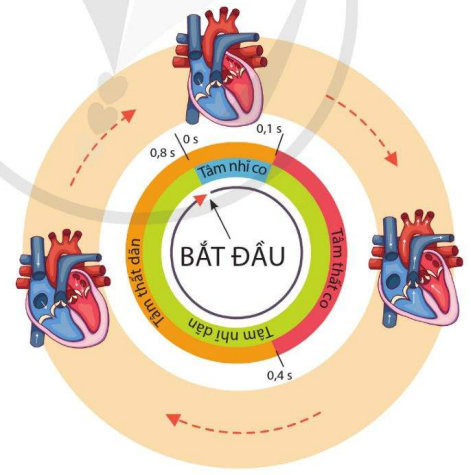 Chu kì hoạt động của tim người