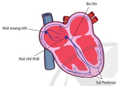 Hệ dẫn truyền tim 