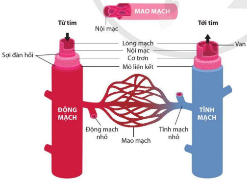 Cấu tạo động mạch, mao mạch, tĩnh mạch ở người 