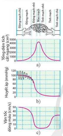 Tổng diện tích cắt ngang (a), huyết áp (b), vận tốc máu (c) ở hệ mạch máu của người 