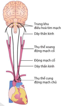 Trung khu thần kinh và thụ thể tham gia điều hòa hoạt động tim mạch ở người