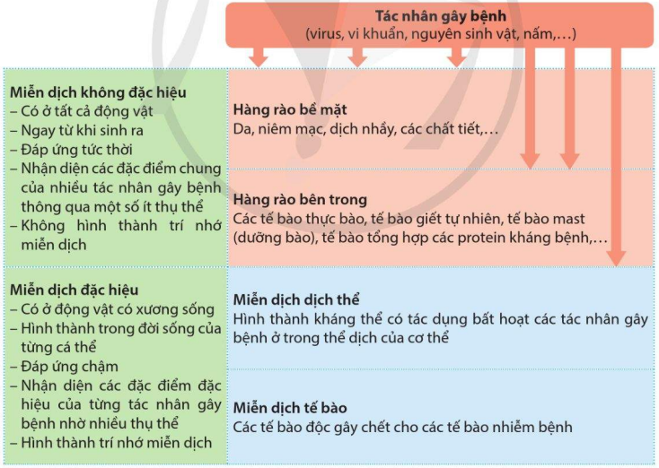 Các tuyến phòng vệ giúp cơ thể chống lại sự xâm nhiễm của các tác nhân gây bệnh 