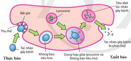 Cơ chế tiêu diệt mầm bệnh của tế bào thực bào 