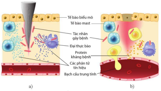 Cơ chế hình thành phản ứng viêm