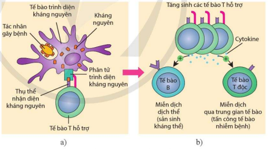 Cơ chế kich hoạt hệ thống miễn dịch đặc hiệu 