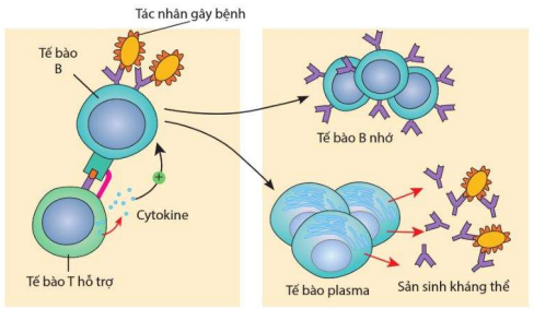 Tế bào T hỗ trợ kích hoạt các tế bào B tăng sinh, biệt hoá thành hai loại tế bào là tế bào B nhớ và tế bào plasma có khả năng sản sinh kháng thể