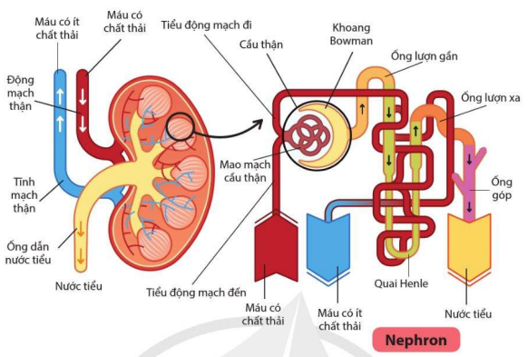 Quá trình hình thành nước tiểu ở nephron thận