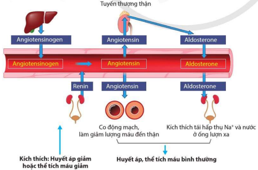 Cơ chế điều hòa huyết áp, thể tích máu