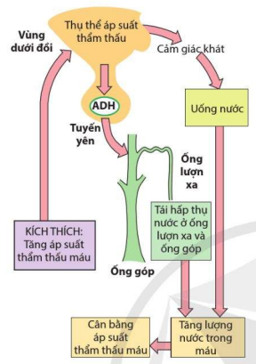 Cơ chế điều hòa áp suất thẩm thấu máu