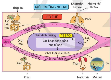 Các cơ quan ảnh hưởng đến thành phần nội môi 