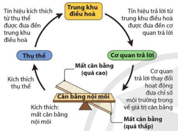 Cơ chế điều hòa cân bằng nội môi