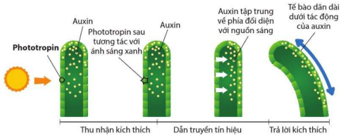 Sự thu nhân kích thích, dẫn truyền tín hiệu và trả lời kích thích trong phản ứng hướng sáng của chồi đỉnh