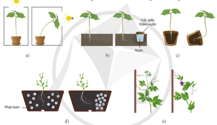 Hướng sáng (a), hướng nước (b), hướng trọng lực (c), hướng hóa (d), hướng tiếp xúc (e)